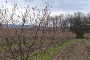 Eriofidna grinja leske se aktivirala - čime je tretirati i kada?