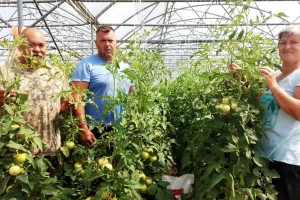 Vrijedni Erlići iz Tinja na "50 dana oranja" proizveli 625 tona povrća