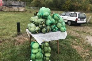 Kupus iz srca bosanske proizvodnje: Kvalitet vrhunski, ali urod prepolovljen