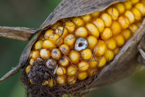 Mikotoksini u hrani za životinje - tihi ubojica farme i opasnost za zdravlje ljudi