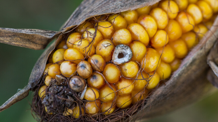 Mikotoksini u hrani za životinje - tihi ubojica farme i opasnost za zdravlje ljudi