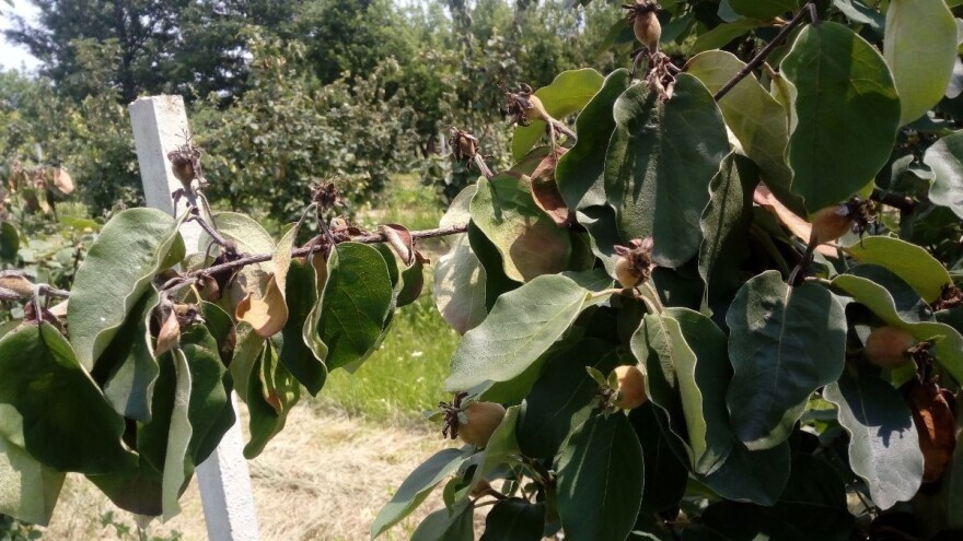 Kako izgleda i kako se suzbija bakterijska palež jabučastog voća?