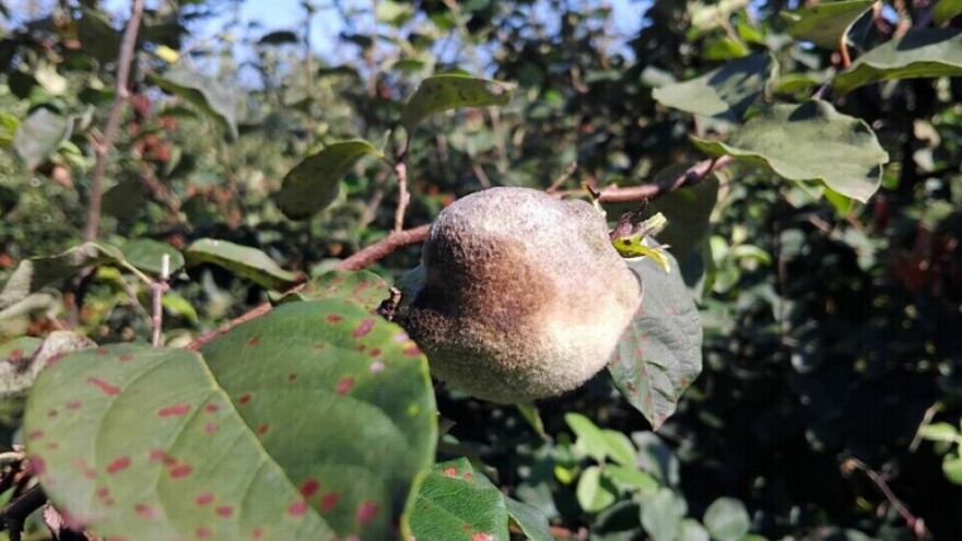 Erwinia i ove godine napala dunju - pojavila se i na kruškama