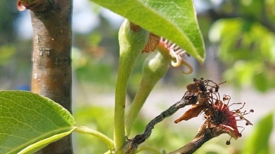 Kruškina mušica šiškarica napada plodiće, a izgleda da će biti šteta i od mraza