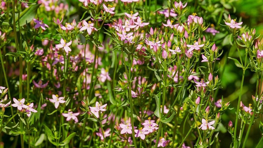 Ljubav prema lekovitom bilju pretvorila u posao koji donosi zaradu