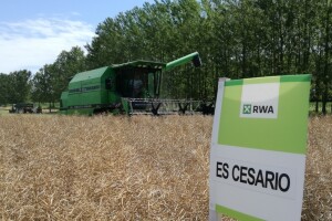 RWA kroz demo pokuse dokazala da ima hibride uljane repice s vrhunskim prinosima koje prkose vremenskim nepogodama i bolestima!