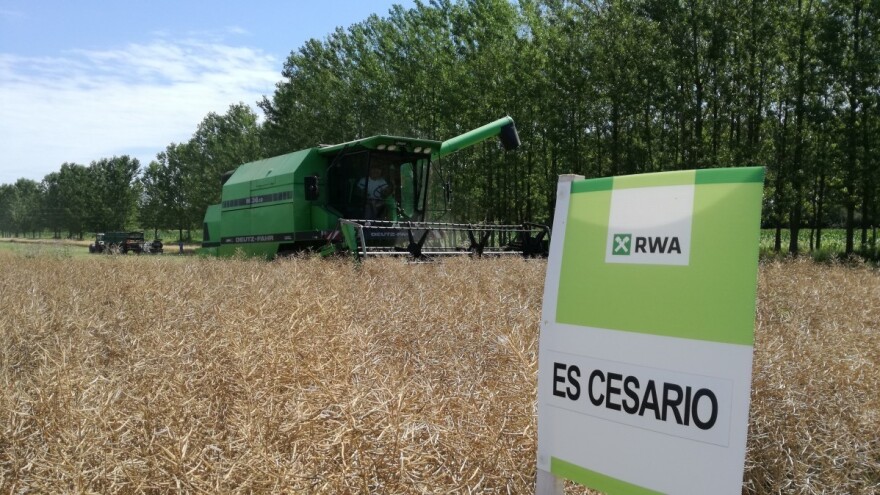 RWA kroz demo pokuse dokazala da ima hibride uljane repice s vrhunskim prinosima koje prkose vremenskim nepogodama i bolestima!