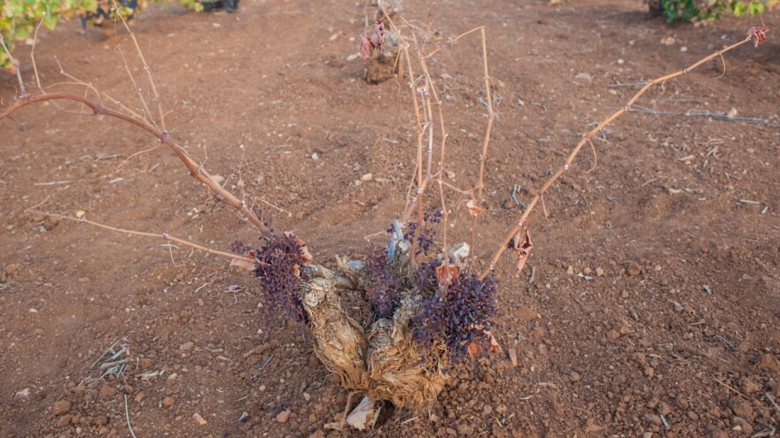 Kako zaustaviti širenje neizlječive bolesti - eske?