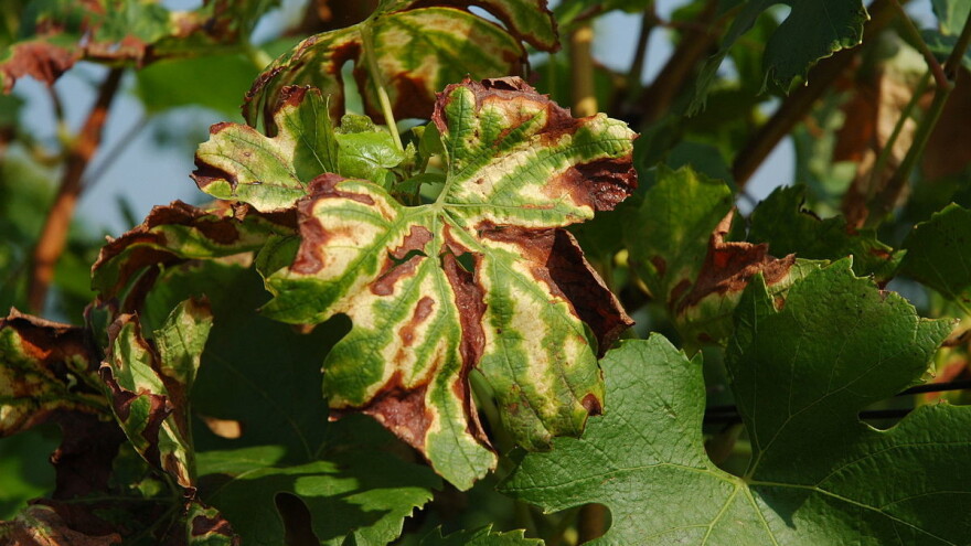 Kako spriječiti pojavu gljivične bolesti ESCA u vinogradima?