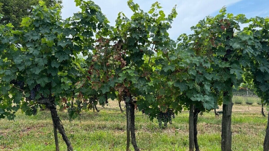 Prijavite se na radionicu za potencijalne korisnike intervencija sektora vinarstva