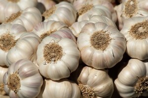Ozimi češnjak idealan za mesnu industriju