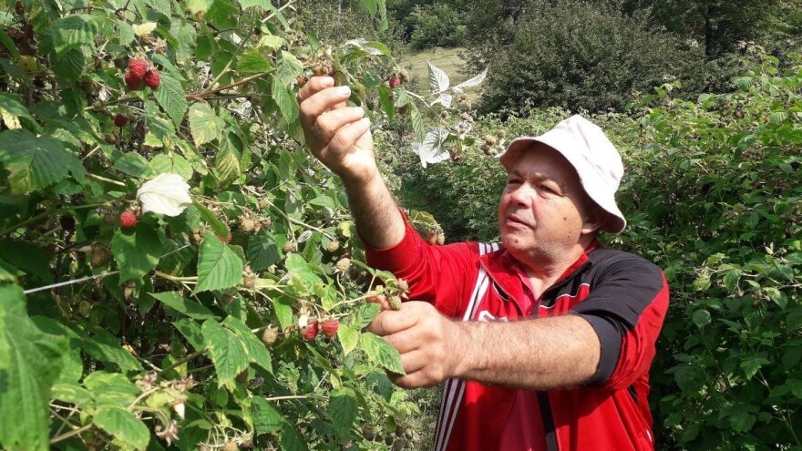 Ešref Garib: Pčele i maline moraju biti u simbiozi