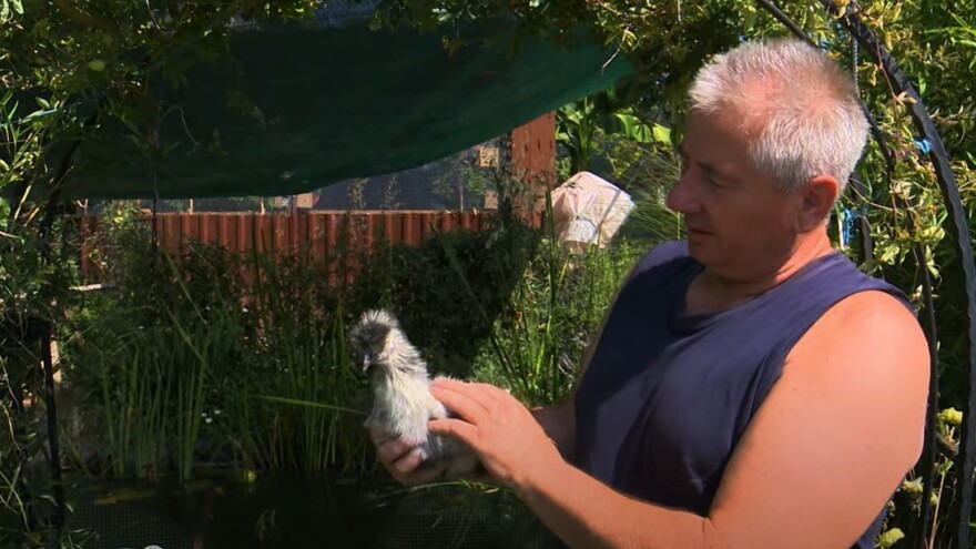 Stotine kokica, grlica, zečeva i ptica u dvorištu Slavka Trtnja