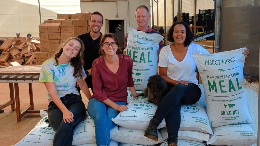 Stočnu hranu prave od larvi vojničkih muva: Hrane ih otpadom iz prodavnica i sa pijaca