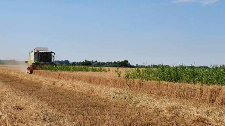 Zašto je došlo do pada prinosa i kvaliteta pšenice - sitno žito?