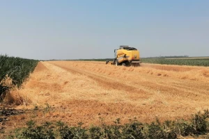 Umerena do jaka suša na većem delu Srbije - idealno za razvoj insekata