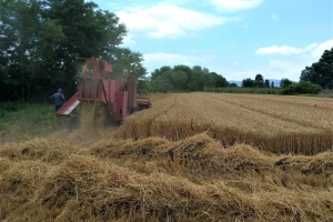 Na Produktnoj berzi sve veće interesovanje za novi rod pšenice