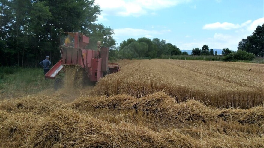 Na Produktnoj berzi sve veće interesovanje za novi rod pšenice