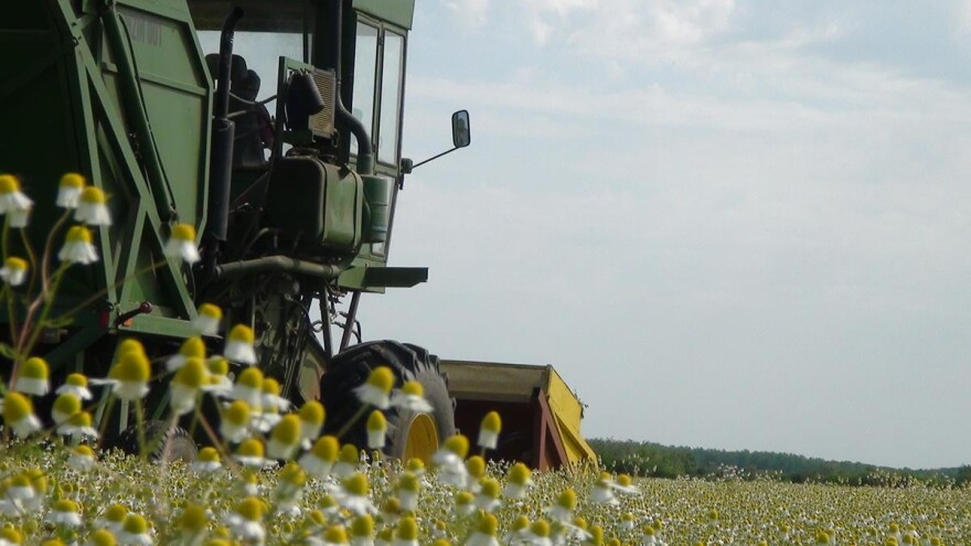 U kamilici povišene razine klorpirifosa, proizvođačima otežan plasman