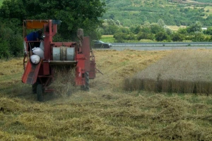 Pčinjski okrug: Kvalitet ovogodišnje pšenice bolji nego prošlogodišnji