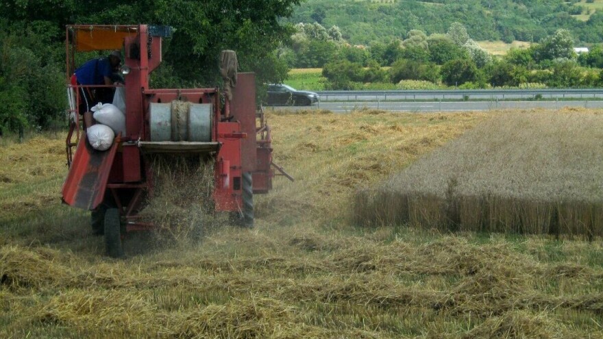 Pčinjski okrug: Kvalitet ovogodišnje pšenice bolji nego prošlogodišnji