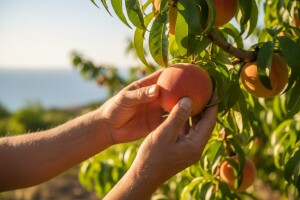 EU AgroInfo - broj 23 i 24