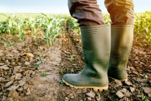 EU farmeri imaju pravo na povećanje isplate predujma