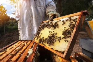 Uvodi se potpora po pčelinjoj zajednici - EU dala zeleno svjetlo
