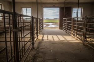 EU nam dozvoljava izvoz svinja kad nam je dokrajčila proizvodnju