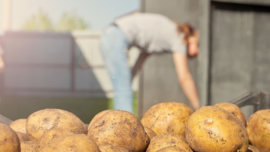 Evropska Komisija zabranjuje hlorprofam - sredstvo koje sprečava klijanje krompira