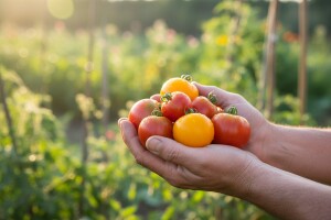 EU neće braniti privatni uzgoj povrća i voća!