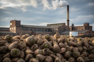 EU ograničava proizvodnju šećerne repe
