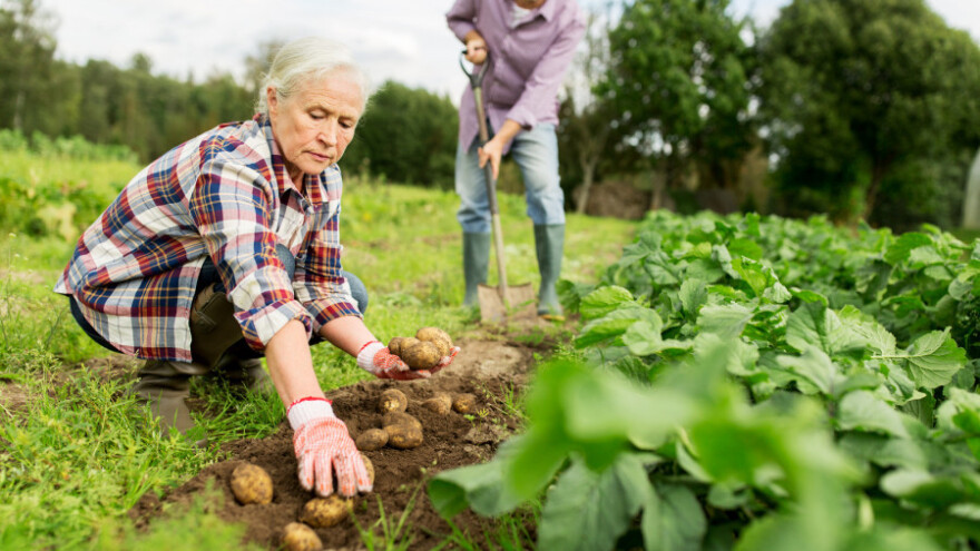 22 milijuna ljudi u EU zaposleno je u poljoprivredi, ali na kakav ugovor?