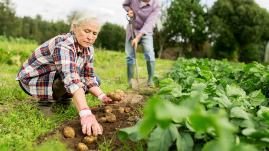 22 miliona ljudi u EU zaposleno je u poljoprivredi, ali na kakav ugovor?