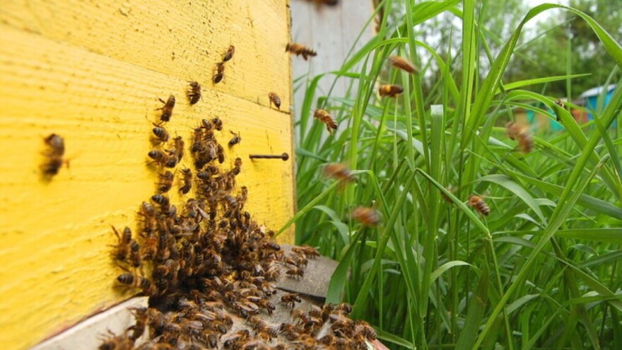 Komisija registrovala  inicijativu Spasimo pčele! Potrebno milion potpisa