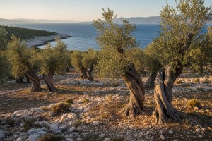 EU pomaže masline na Lunu koje - za Hrvatsku ne postoje!