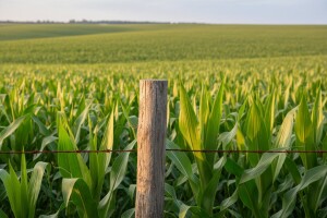 EU potvrdila da u Hrvatskoj ne smije biti GMO usjeva