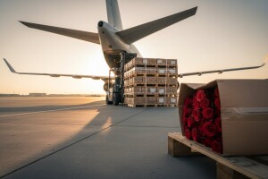 EU uveze deset puta više rezanih ruža nego što ih izveze