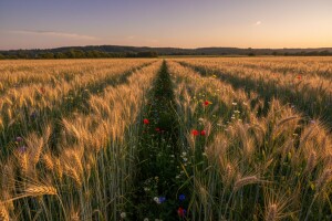 Europa odbija GM žitarice