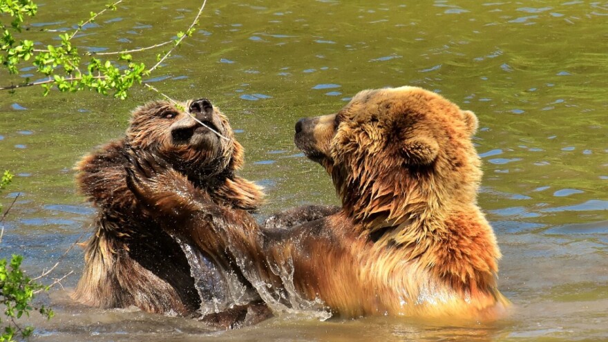U 15 godina zabilježena su 664 napada medvjeda na ljude, koji su najčešći uzroci?