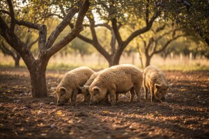Europljani čeznu za mesom mangulice
