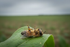 Europska komisija istražuje insekticide