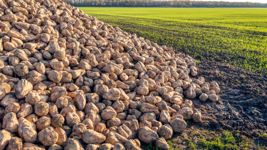Cijena šećerne repe pala i do 30%: Europska komisija uvodi hitnu mjeru na tržištu šećera