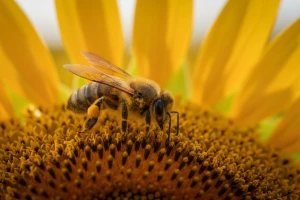Europska komisija zabranjuje pesticide