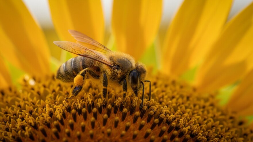 Europska komisija zabranjuje pesticide