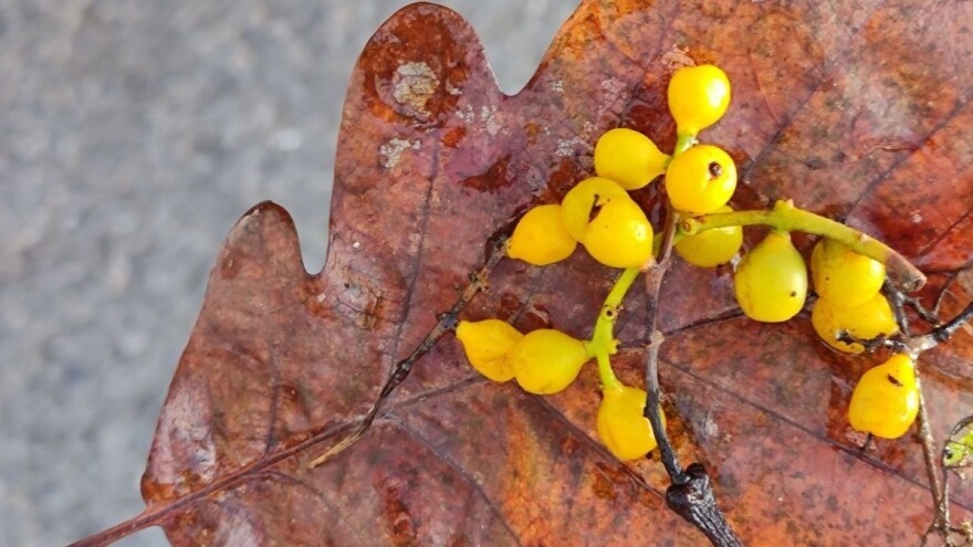 Europski ljepak - žuta, a ne bijela imela