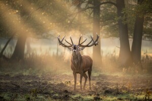 Europski vjetar u leđa hrvatskom lovstvu