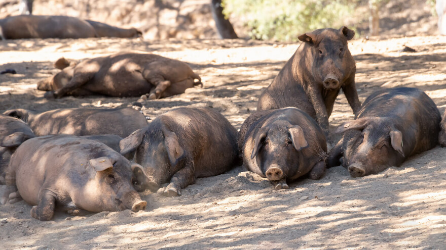 Evropski centar svinjogojstva pod pritiskom afričke svinjske kuge: Šta se događa u Španiji?
