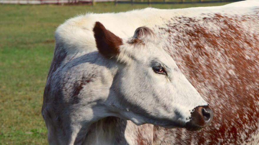 Kako uzgoj životinja postaje automatiziran