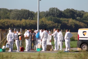 Započela eutanazija gotovo 10 tisuća svinja, Vlajčić objavio rat afričkoj svinjskog kugi